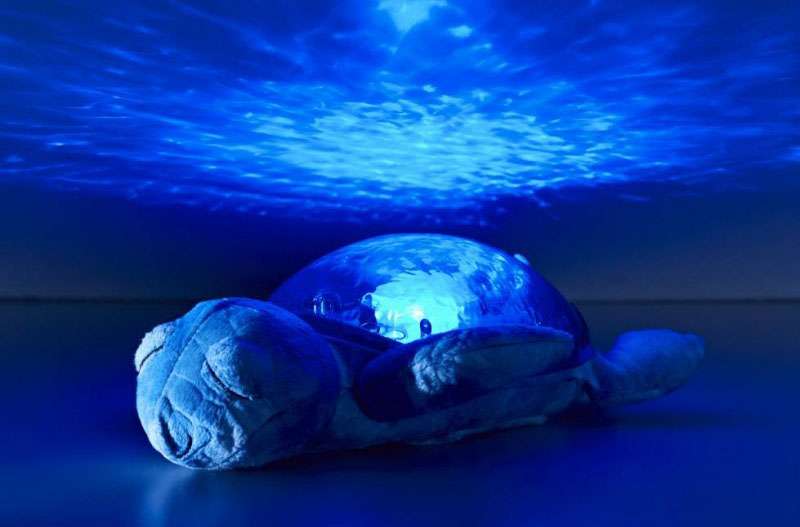 30430_tranquil_turtle_537_lr_2